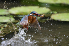 ザリガニ ゲット 2020_5