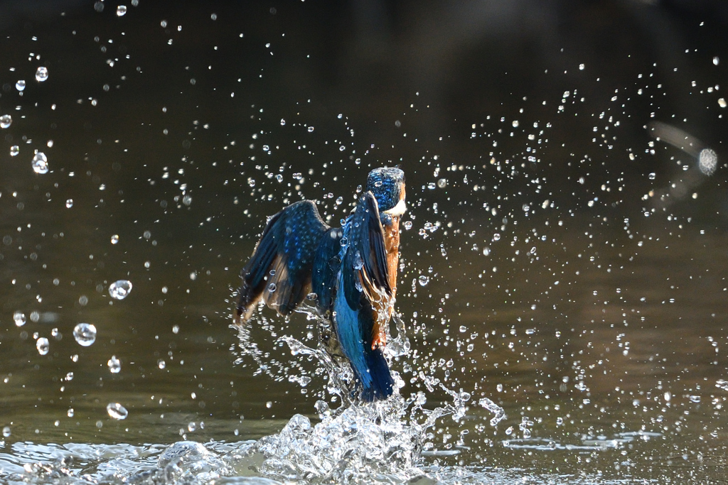 あっち向いてホイ