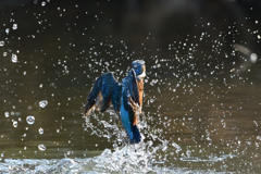 あっち向いてホイ