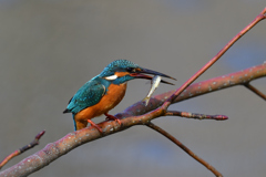 お魚ゲット 2020_15