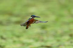 ホバリング 2021_40