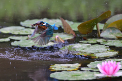 ザリガニ ゲット 2020_4