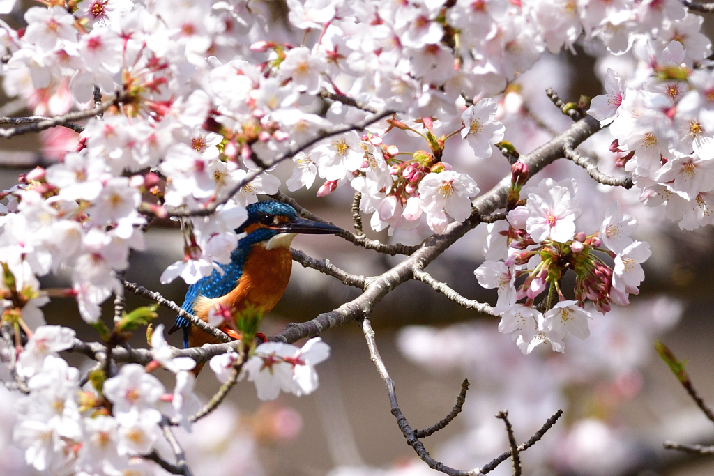 花陰に潜む 1