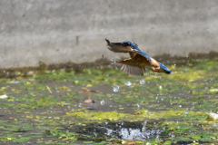 捕ったぞ 2017_21