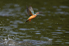 お魚ゲット 2021_33