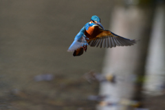 ホバリング 2020_2