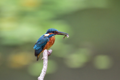 お魚ゲット 2019_