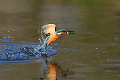 お魚ゲット 2019_22