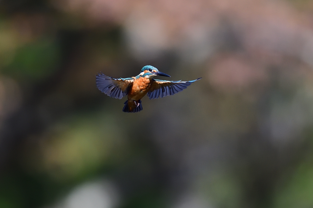 ホバリング 2021_36