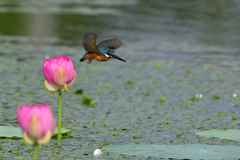 蕾からTake off