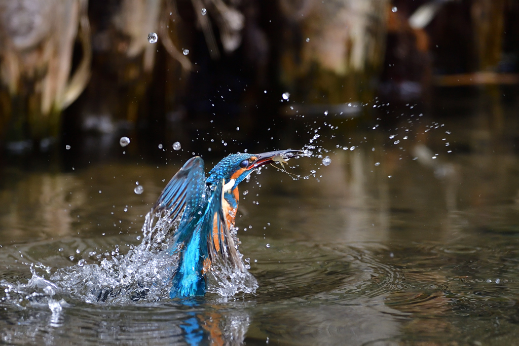 えびゲット 2020_27