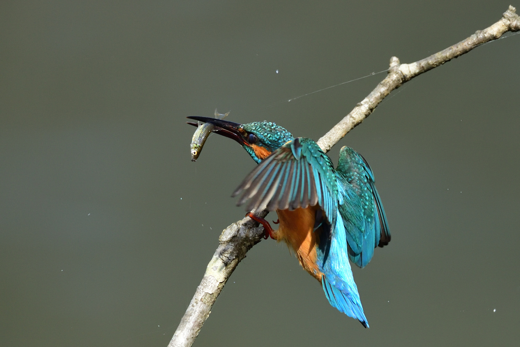 魚を咥えて帰還 2021_2