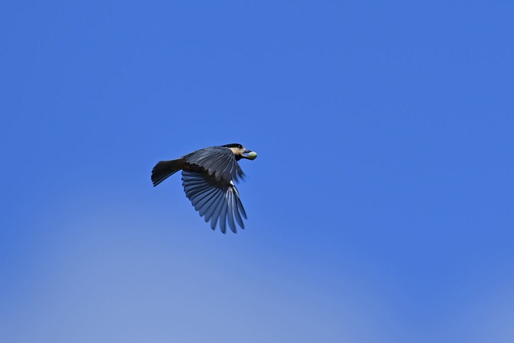 青空の有る限り