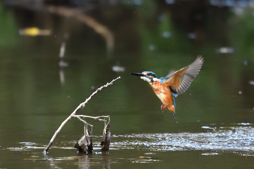 ダイブ戻り 2018_12