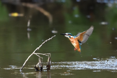 ダイブ戻り 2018_12