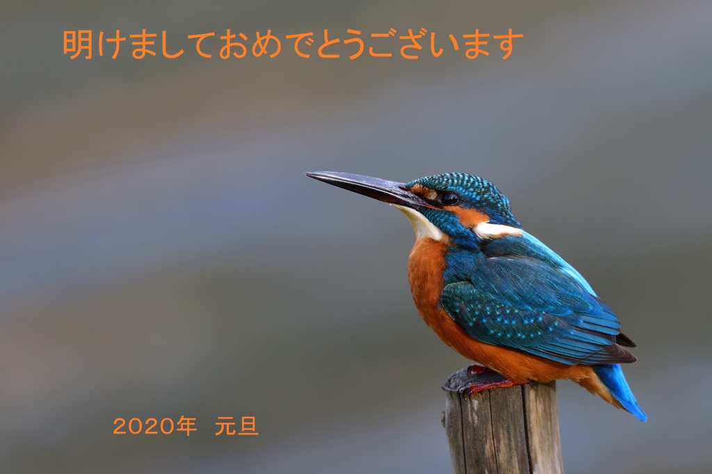 迎春