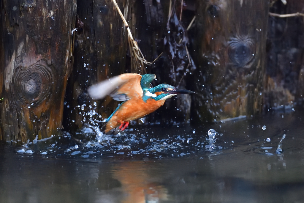 ライジング 2020_13