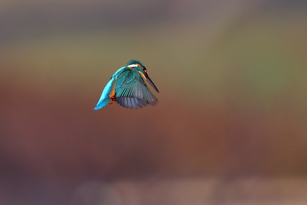 年越しホバ 2019_2