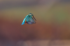 年越しホバ 2019_2