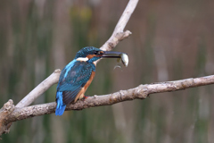 お魚ゲット 2019_64