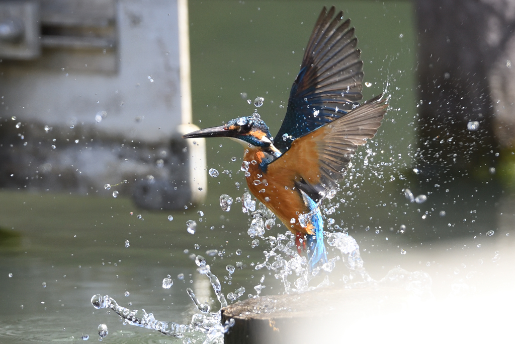 スプラッシュ 2021_19