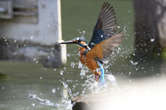 スプラッシュ 2021_19