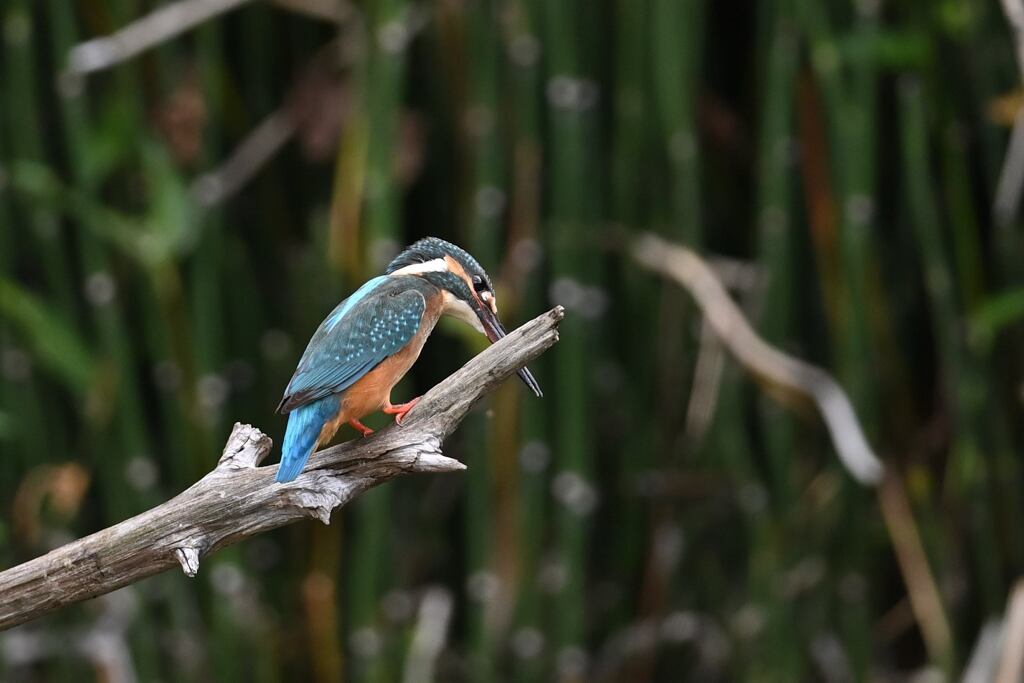 落としものは戻らない