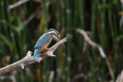 落としものは戻らない