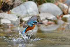 スプラッシュ 2020_13