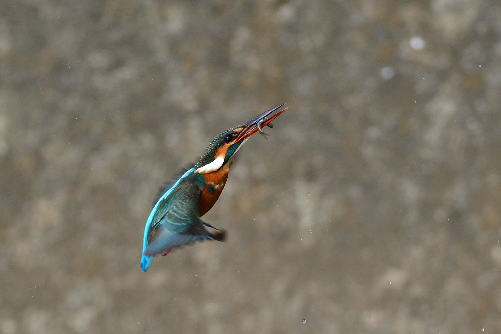 お魚ゲット 2020_14