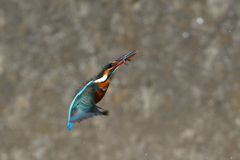 お魚ゲット 2020_14