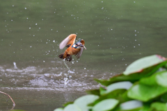 お魚ゲット 2020_31