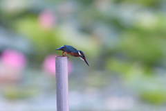 ピンキーな背景 2