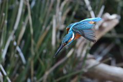 ロックオン 2020_5