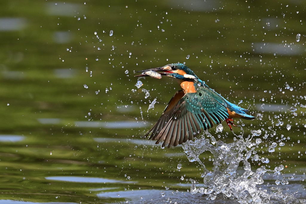 お魚ゲット A-14