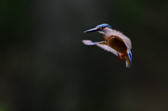 ムササビ的ホバ