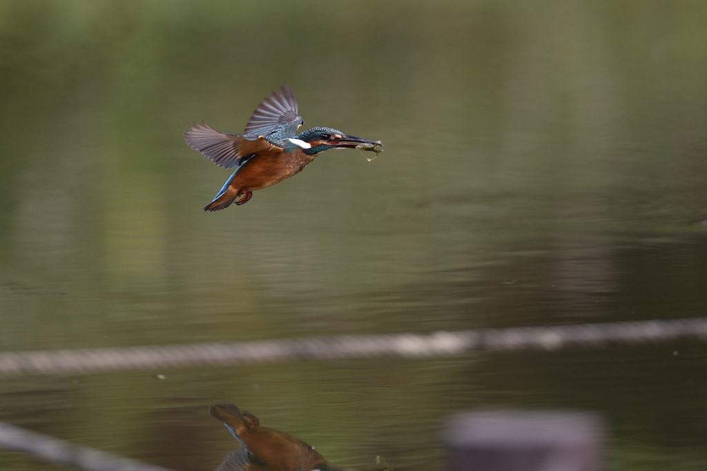えびゲット 2019_33
