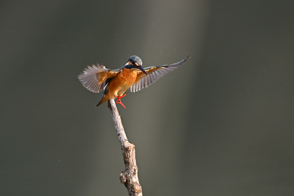 えびのヒゲを咥えて