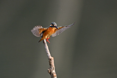 えびのヒゲを咥えて