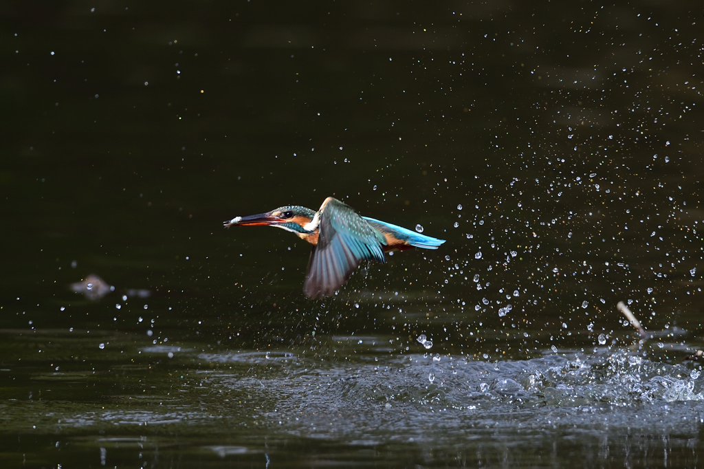 お魚ゲット 2019_73