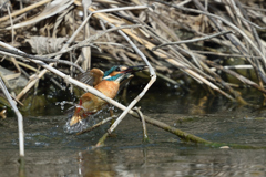 捕ったぞ 2017_21