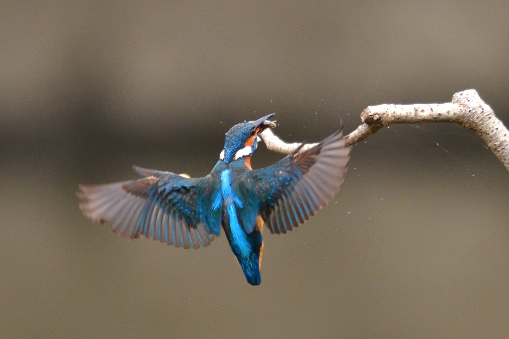 ダイブ戻りダイブ戻り 2018_9