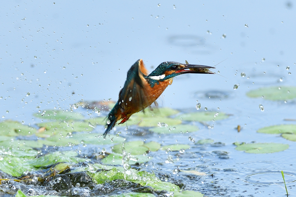 えびゲット 2020_45