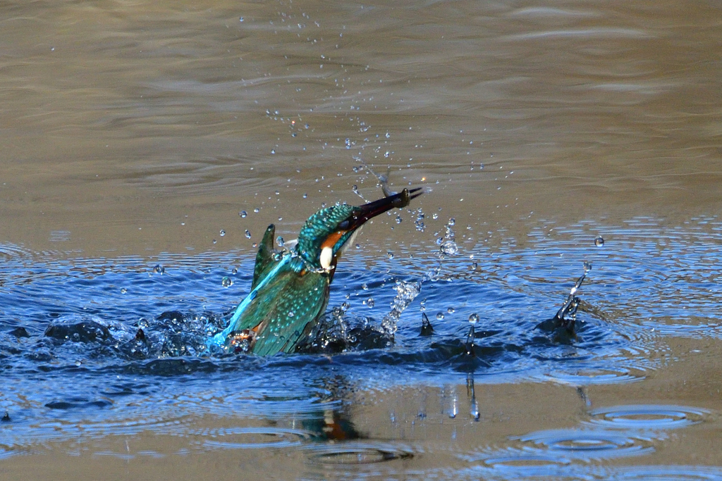 お魚ゲット 2019_10