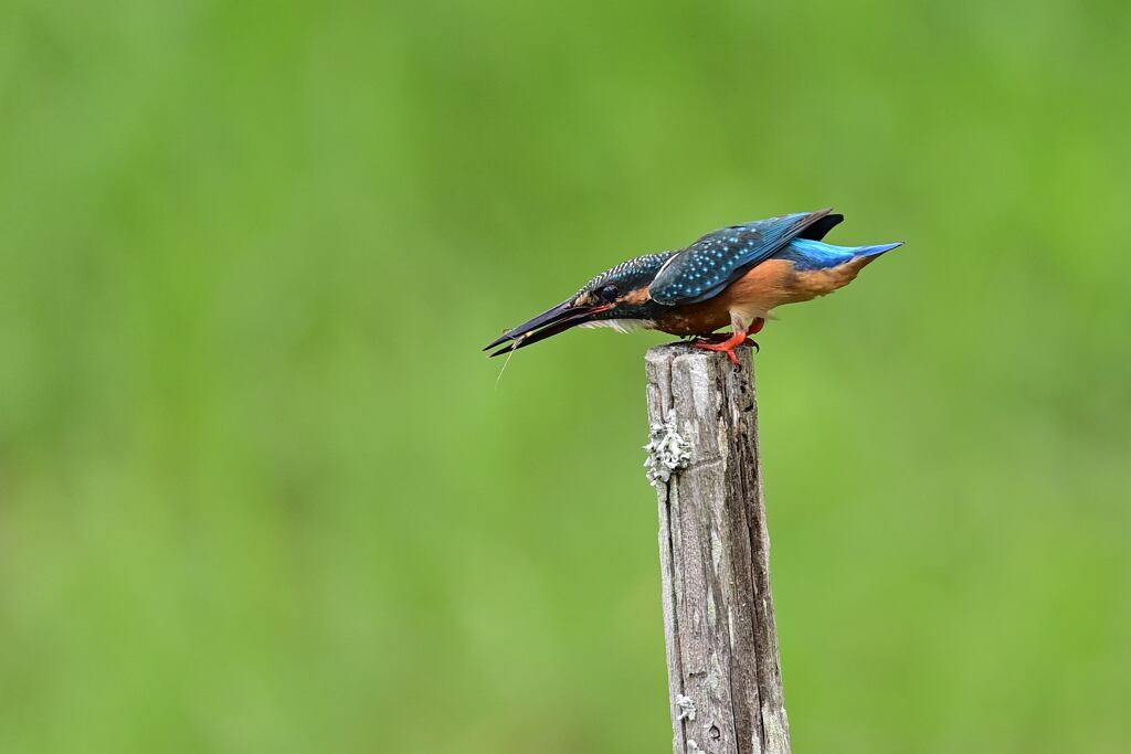 えびを咥えたまま警戒