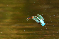 お魚ゲット 2019_80