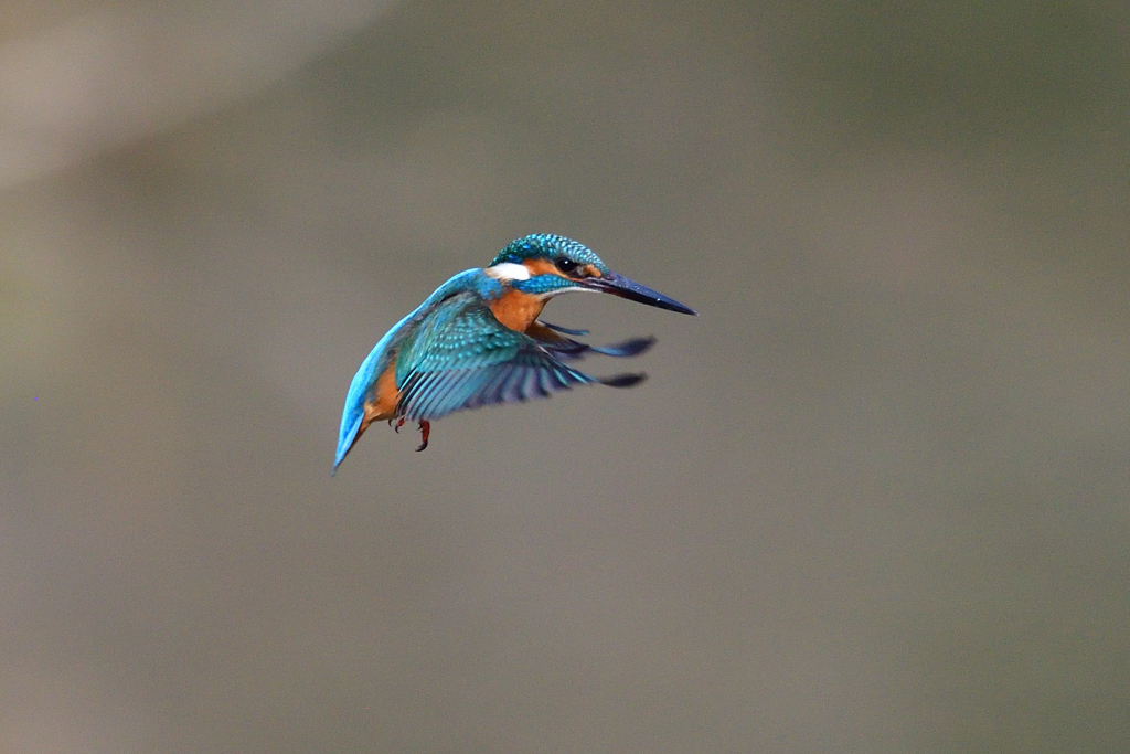 年越しホバ  2018_1