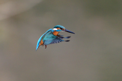 年越しホバ  2018_1