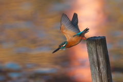 紅葉の映り込みを背景に 2