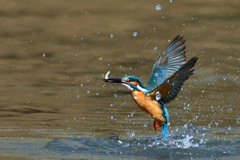 お魚ゲット 2018_37